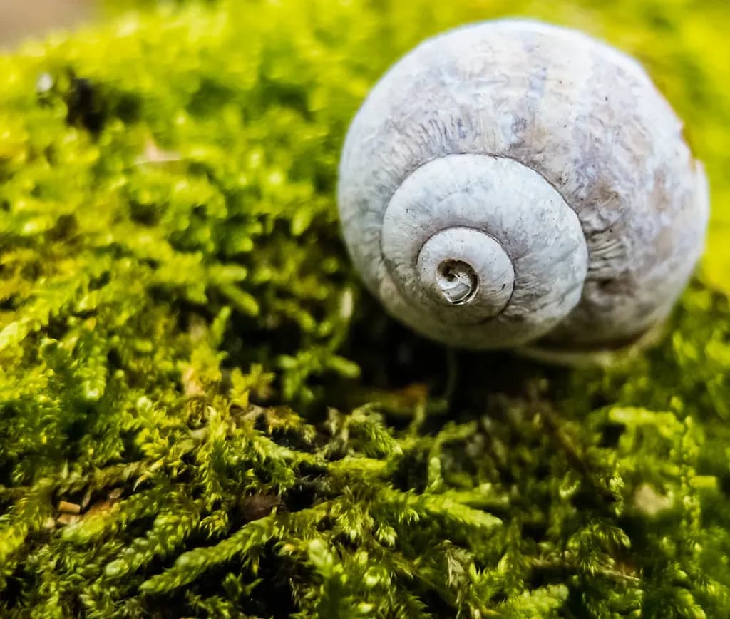 A snail representing slow technology team delivery