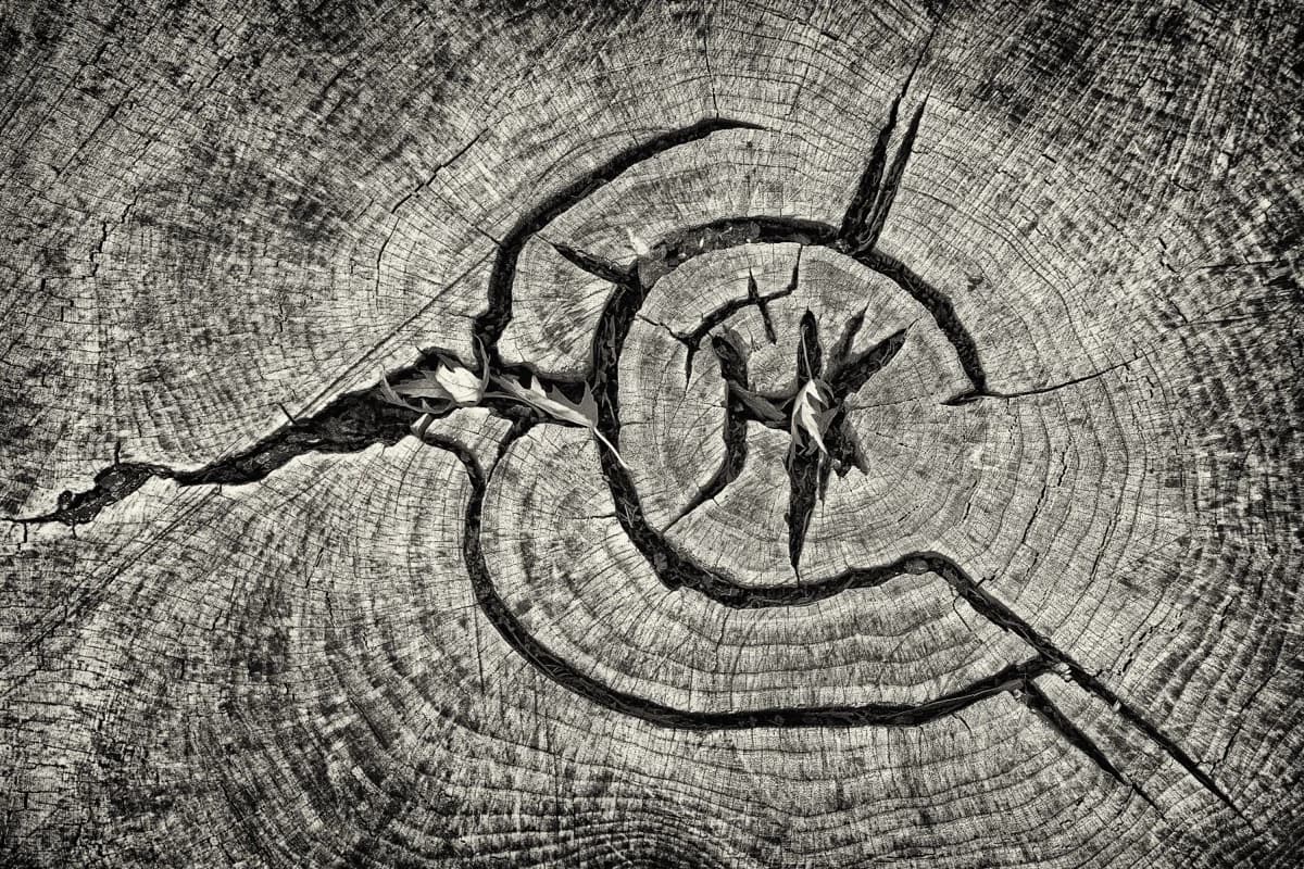 Abstract concentric ring patterns on a cross-section of a tree stump, layers of growth over time